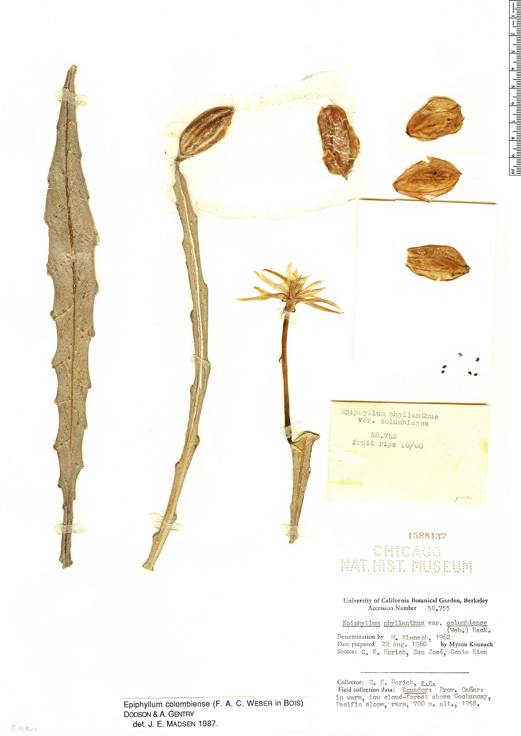 Epiphyllum phyllanthus var. columbiense image