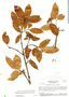 Parahancornia fasciculata image