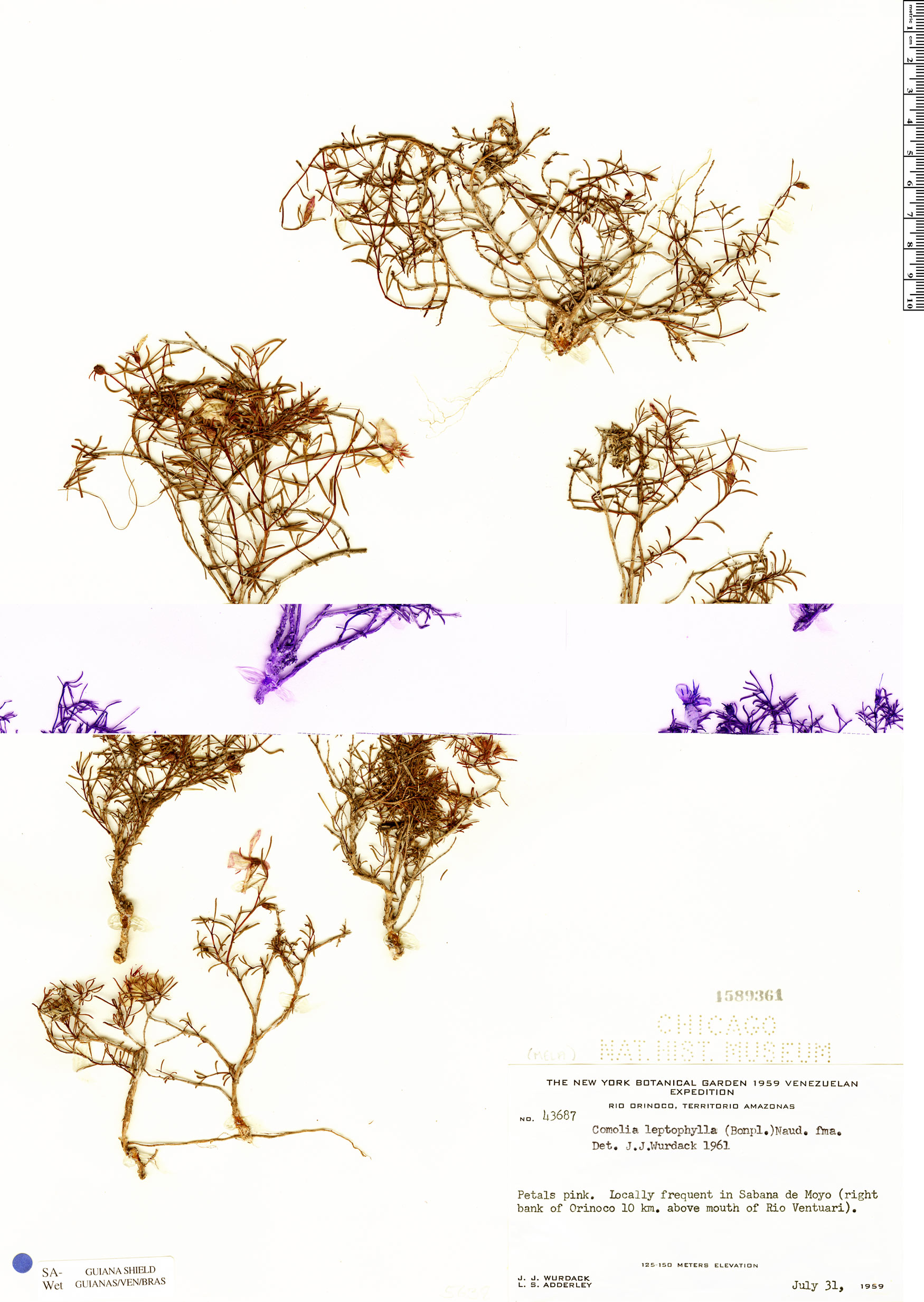 Comolia leptophylla image