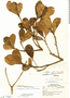 Chrysophyllum pomiferum image