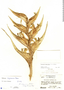Heliconia wagneriana image