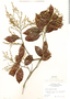 Licania hypoleuca image