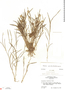 Elleanthus graminifolius image