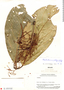 Cheiloclinium pedunculatum image