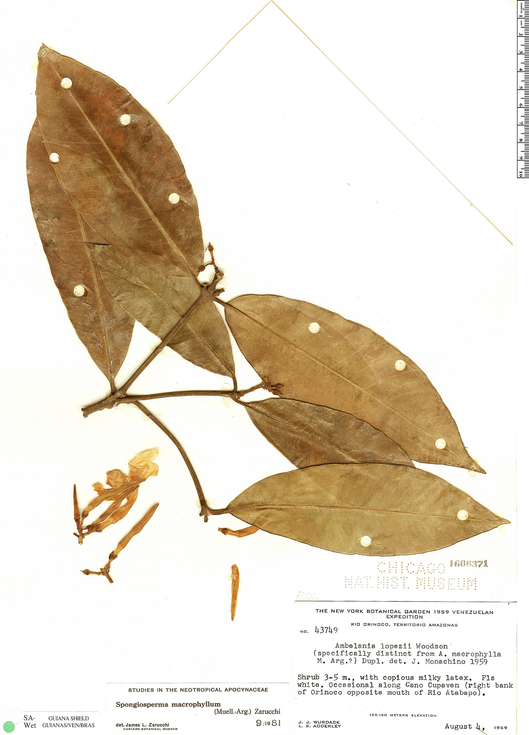 Spongiosperma macrophyllum image