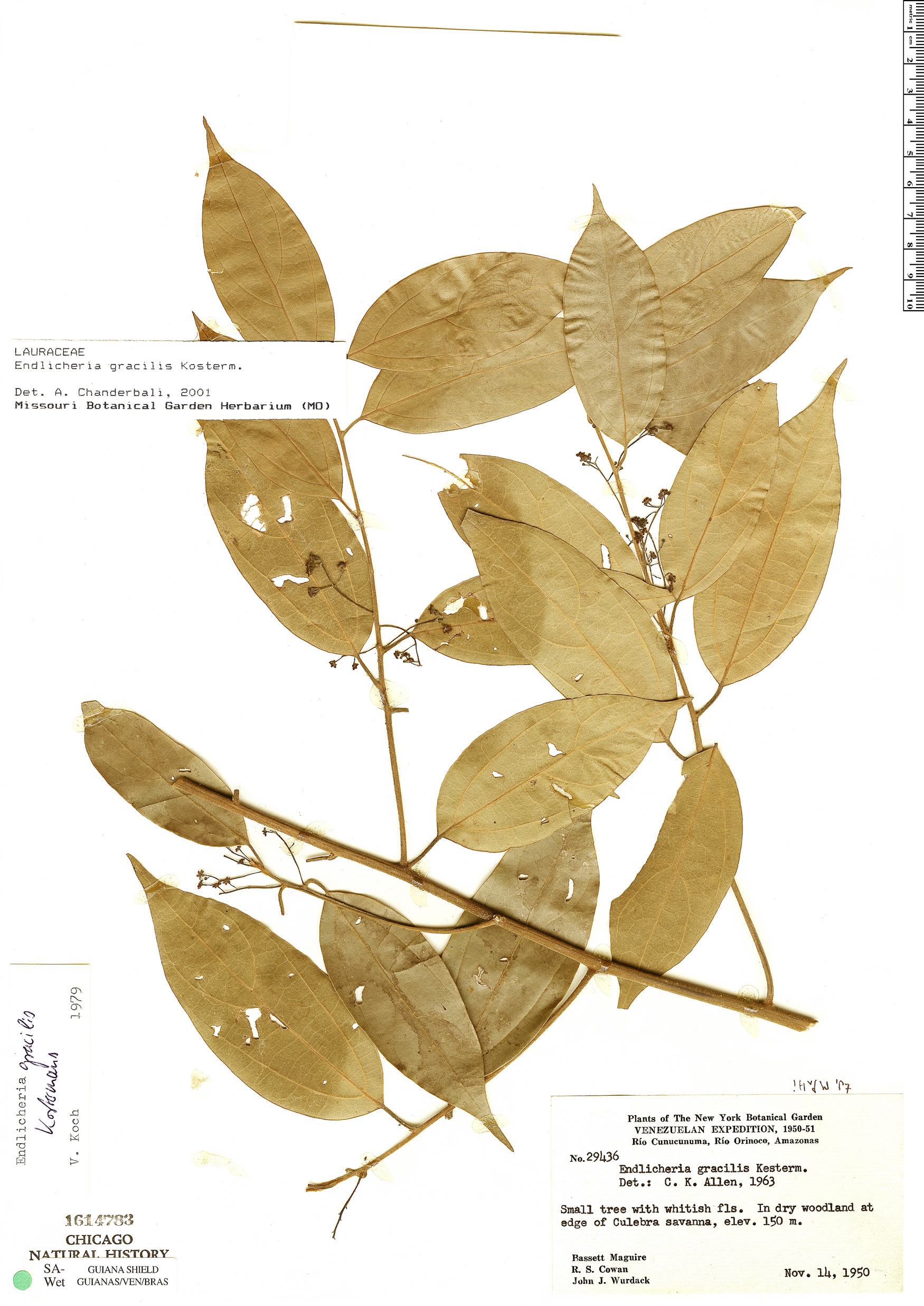 Endlicheria gracilis image