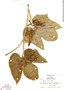 Ipomoea setosa image
