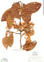 Ruprechtia costata image