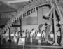 School children and fossils in Hall 38, tail of Brontosaurus skeleton. For Raymond Foundation.  Charles R. Knight murals in the background.