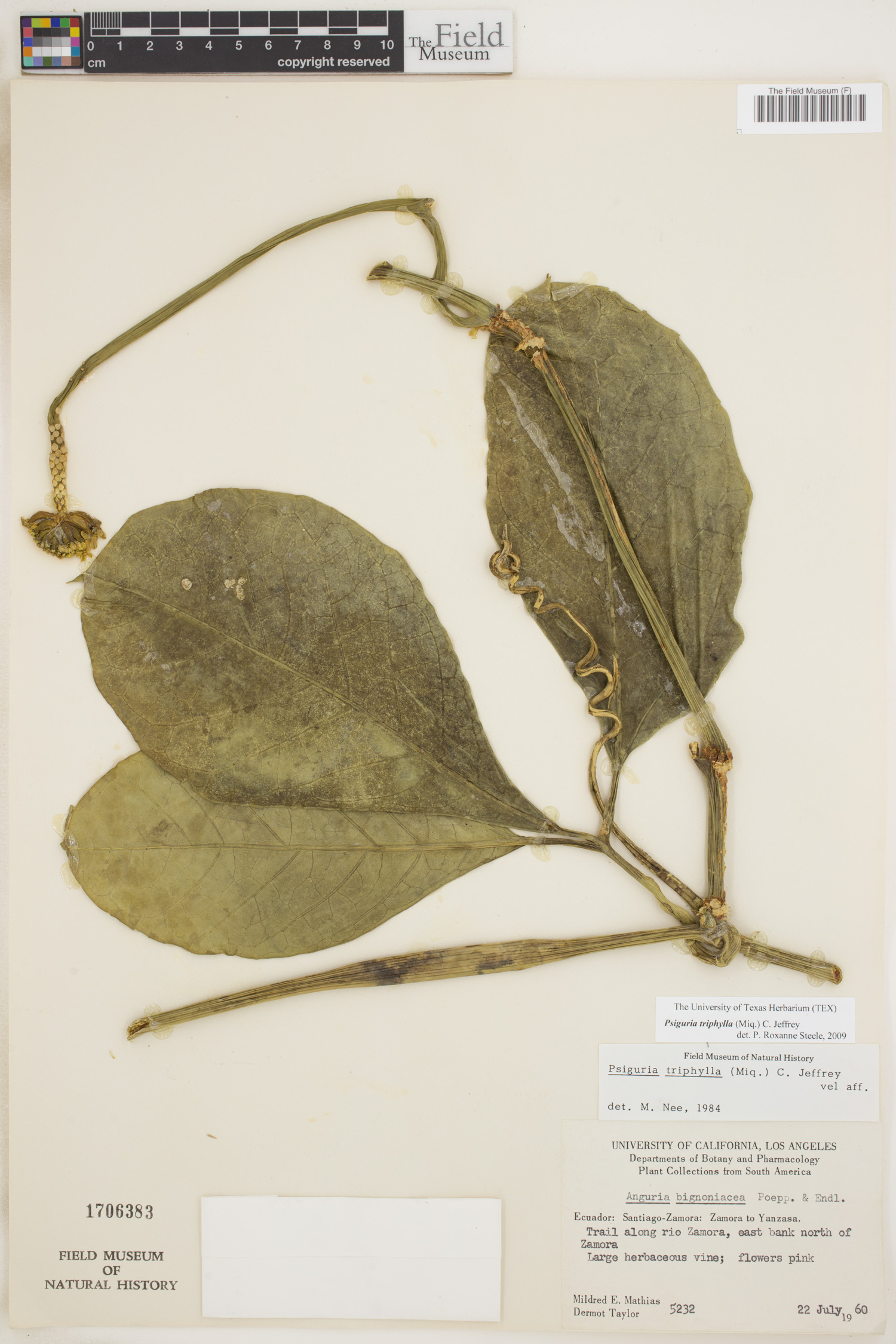 Psiguria triphylla image