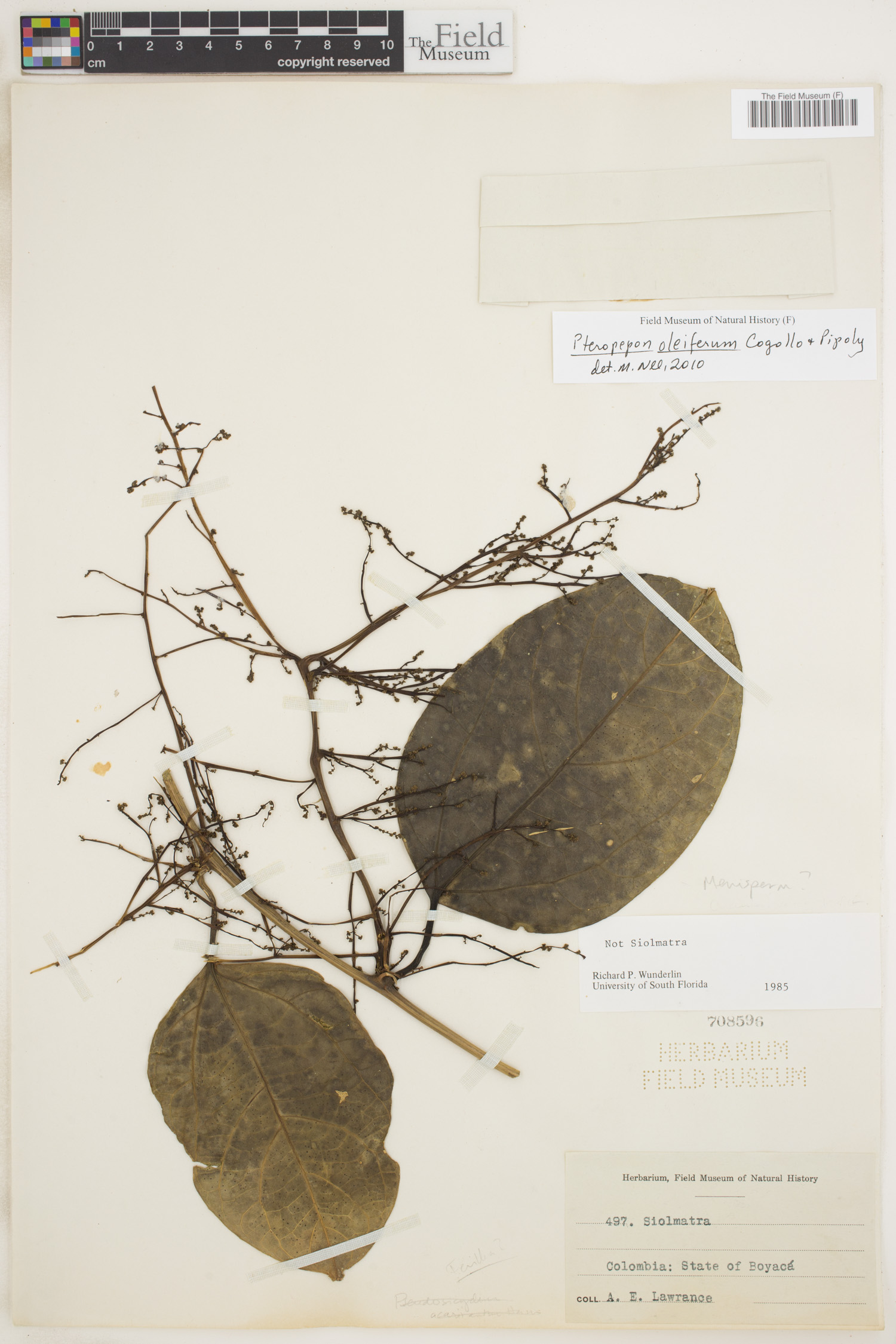 Pteropepon oleiferum image