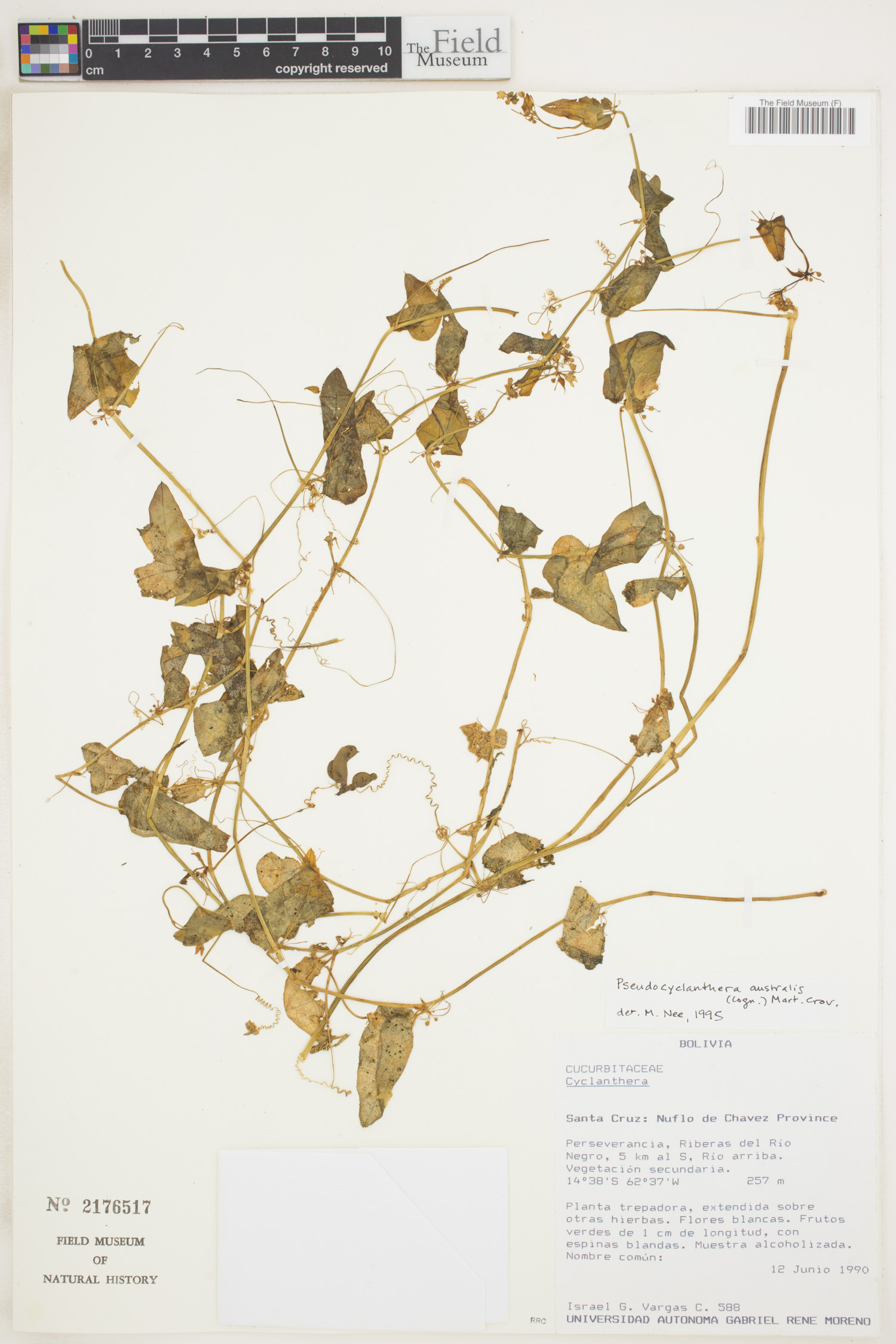 Pseudocyclanthera australis image