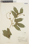 Wilbrandia hibiscoides image