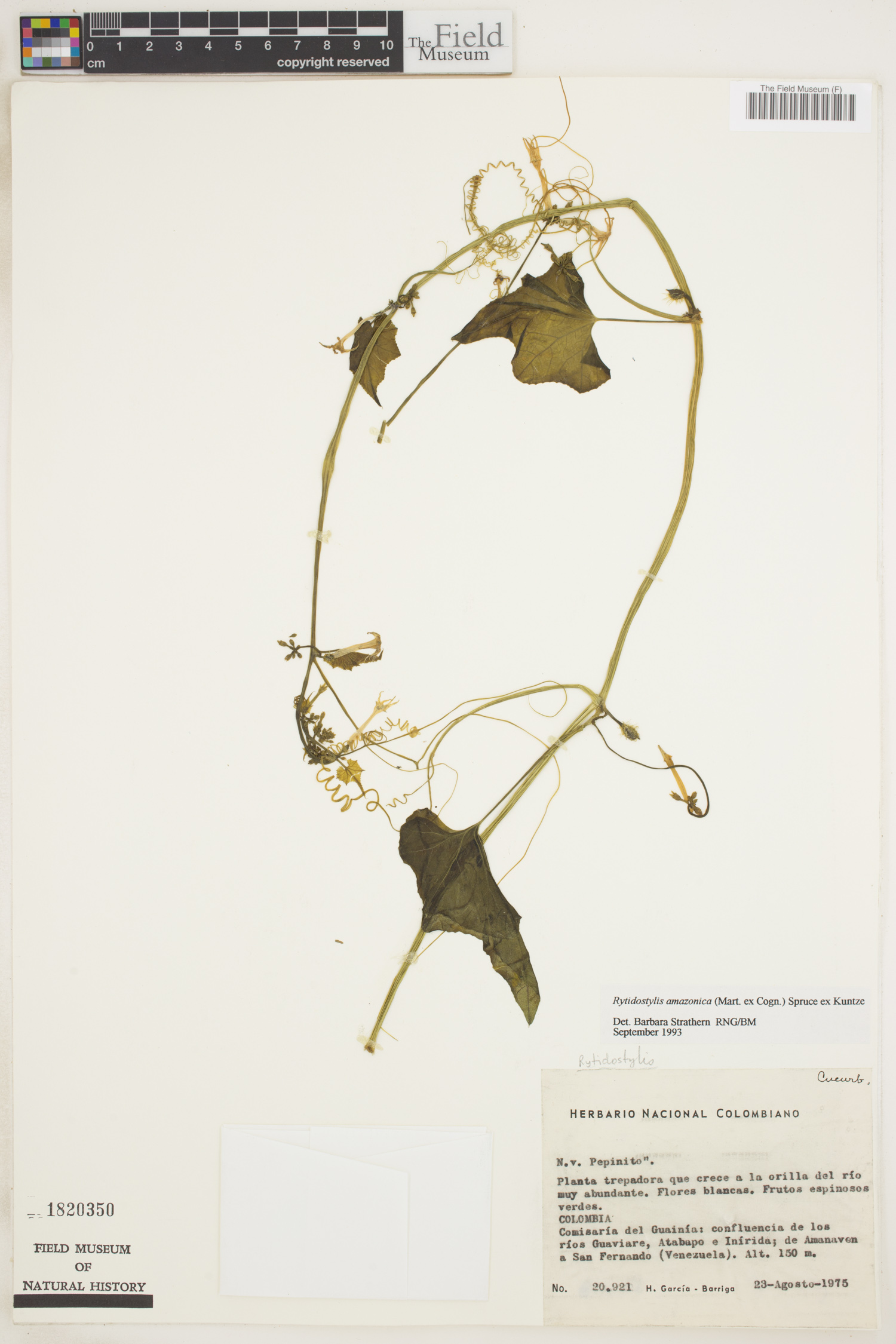 Rytidostylis amazonica image