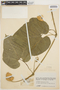 Cayaponia cordata image