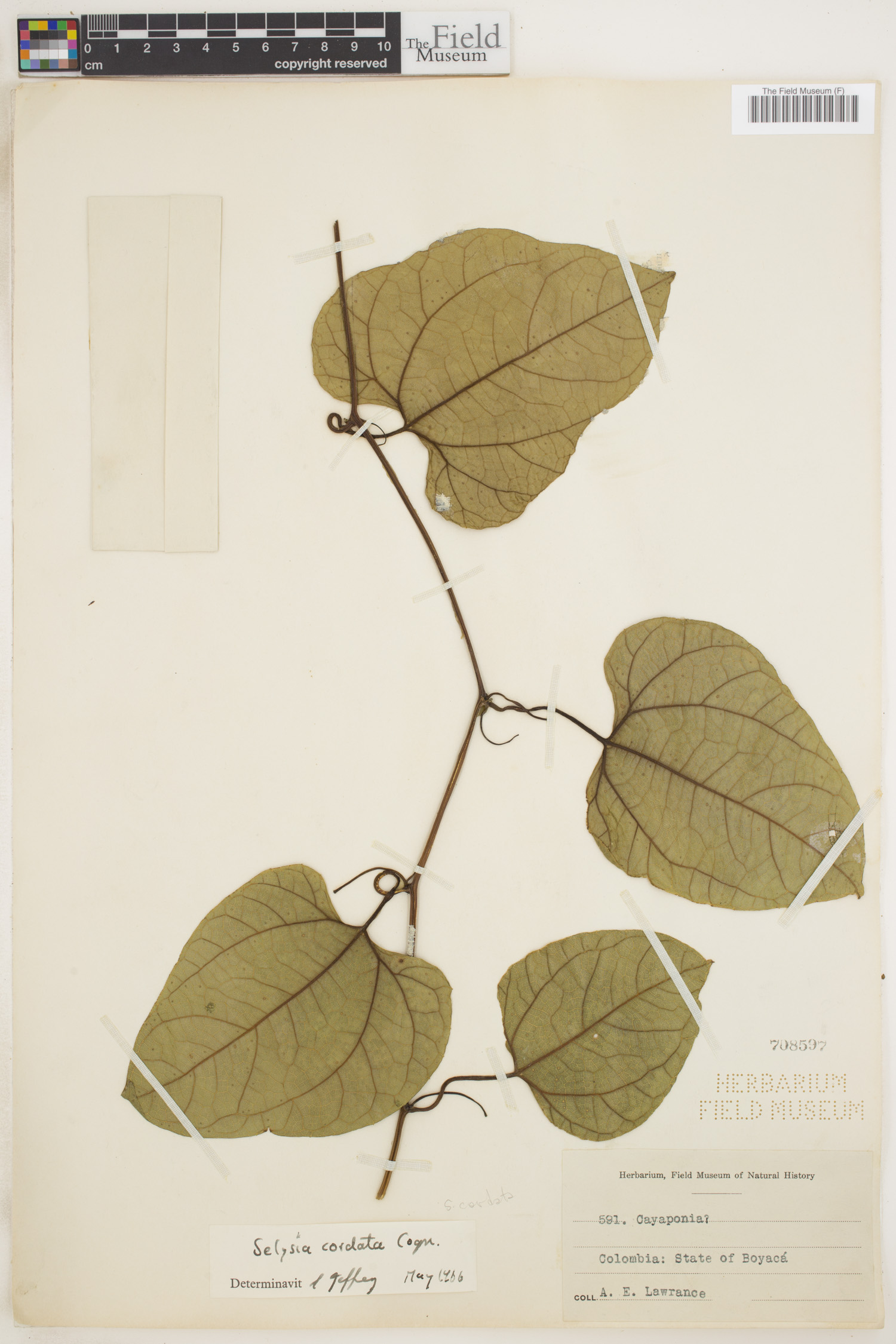 Cayaponia cordata image
