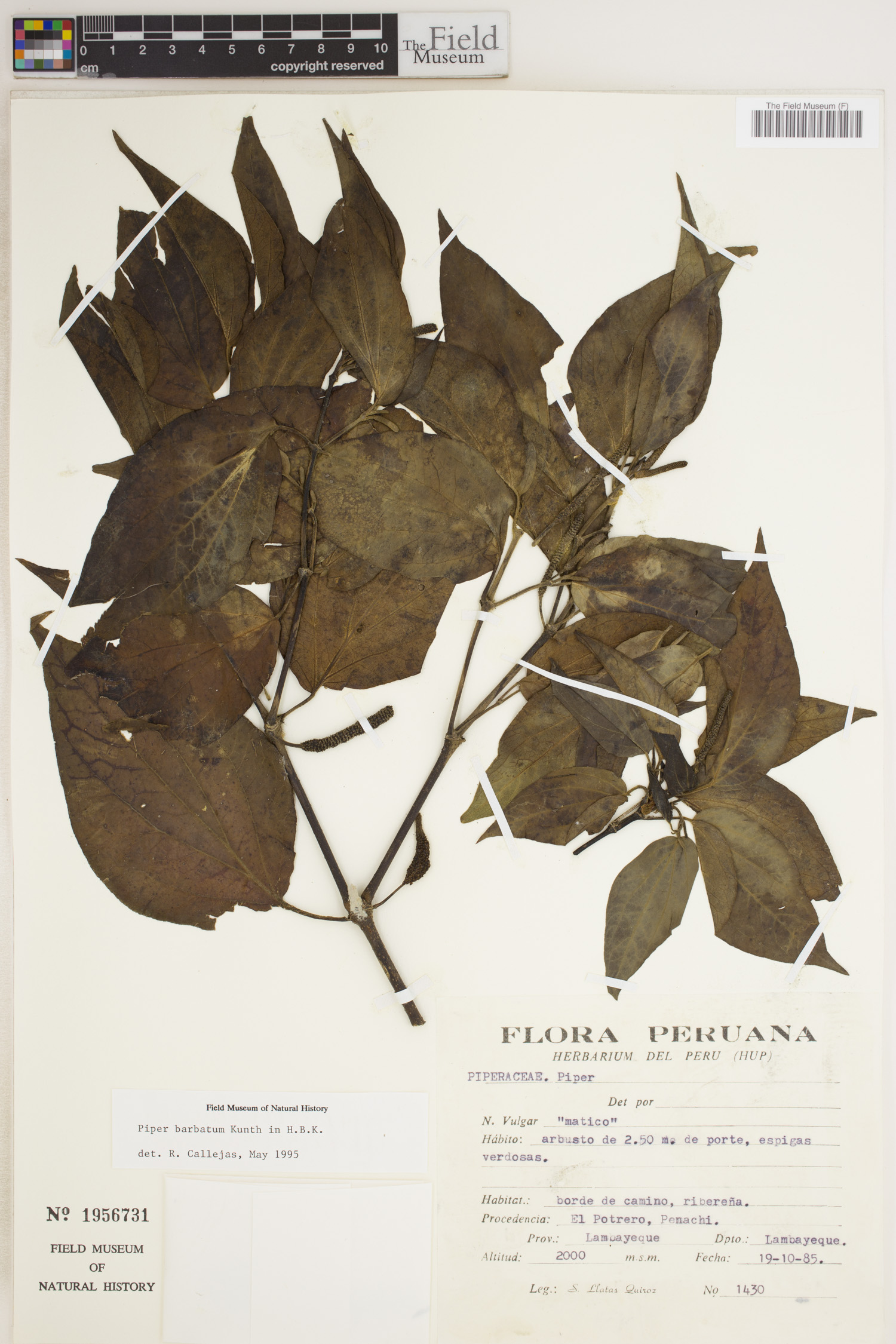 Piper barbatum image