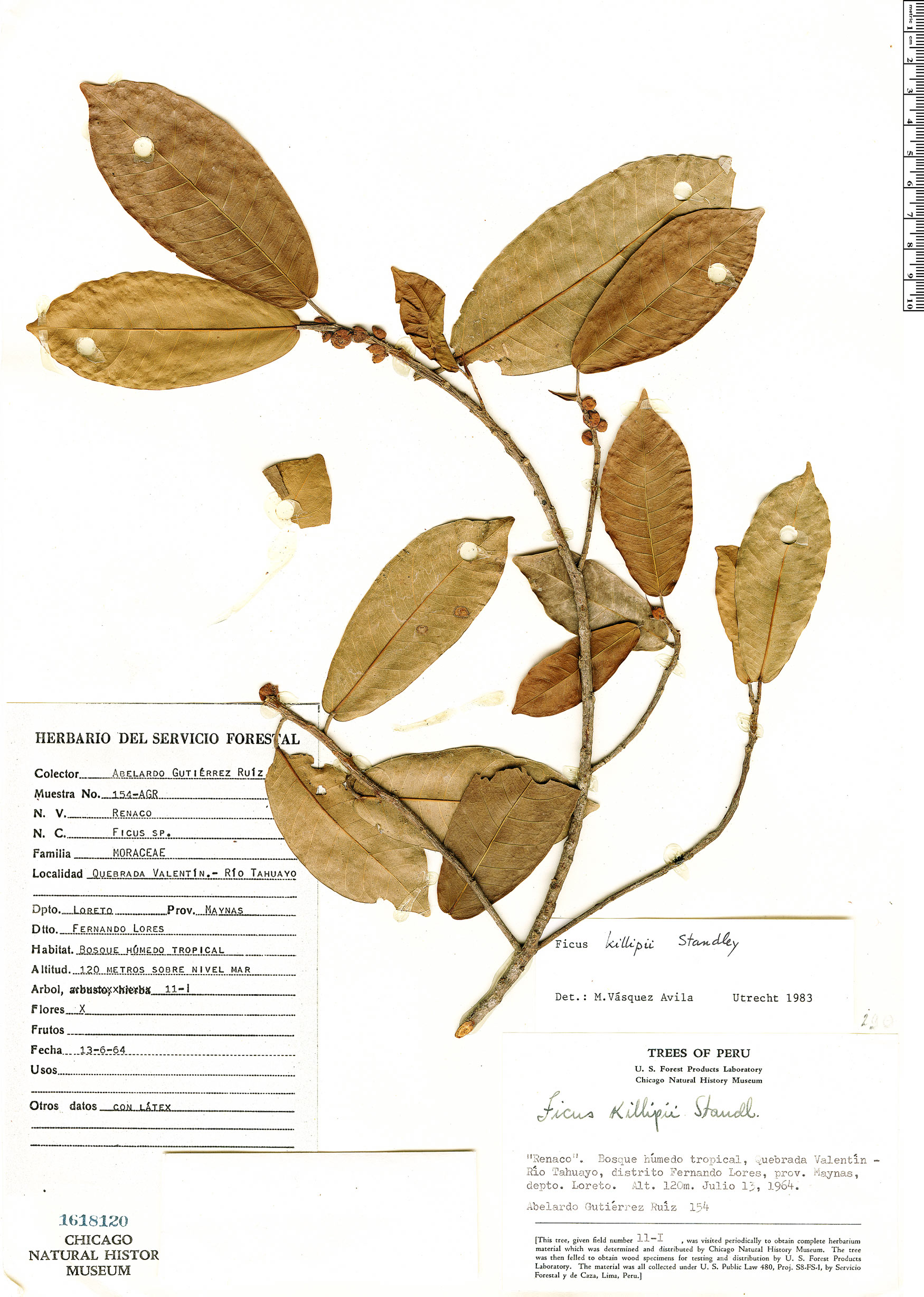 Ficus coerulescens image