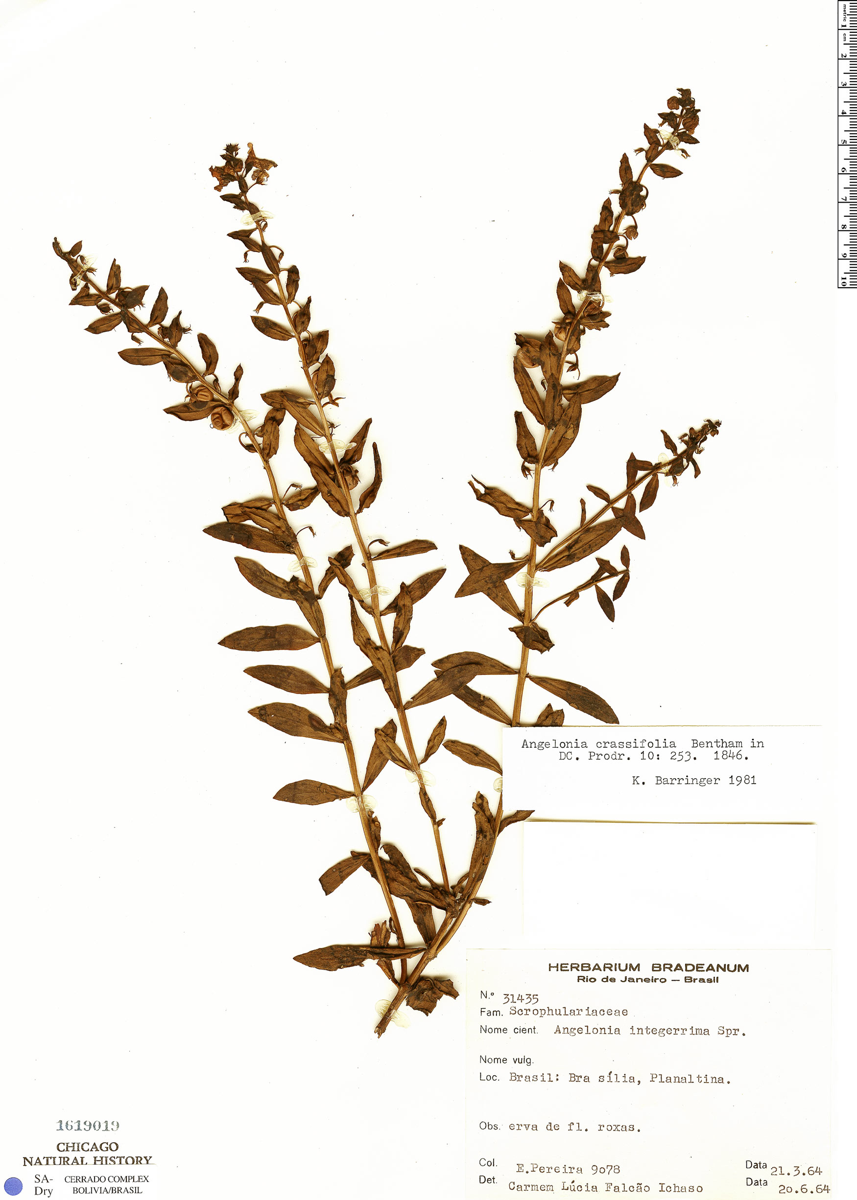 Angelonia crassifolia image