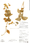 Calceolaria bicolor image