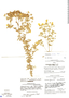 Calceolaria scabra image