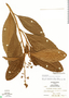Parathesis fusca image
