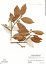 Exellodendron coriaceum image