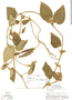 Matelea molinarum image