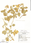 Crotalaria verrucosa image