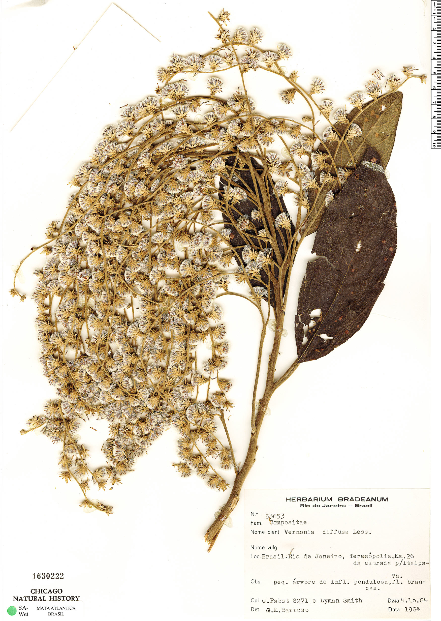 Vernonanthura divaricata image