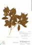 Parathesis breedlovei image