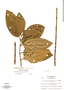 Henriettea seemannii image