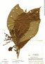 Isertia haenkeana image