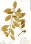 Casearia aculeata image