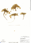 Lupinus microphyllus image