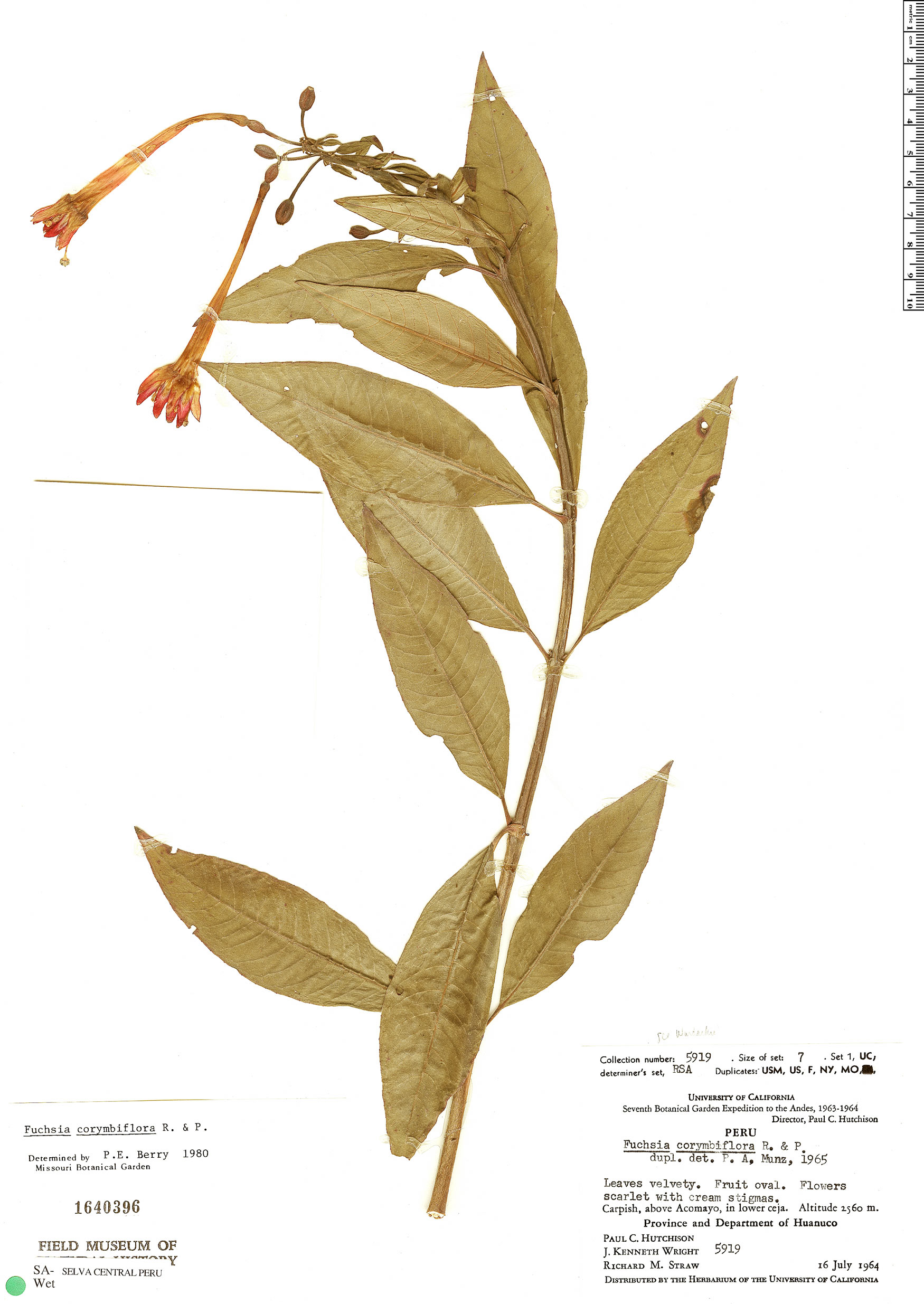 Fuchsia corymbiflora image