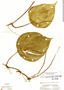 Peperomia hernandiifolia image