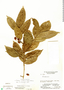 Protium confusum image