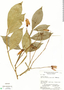 Quassia amara image