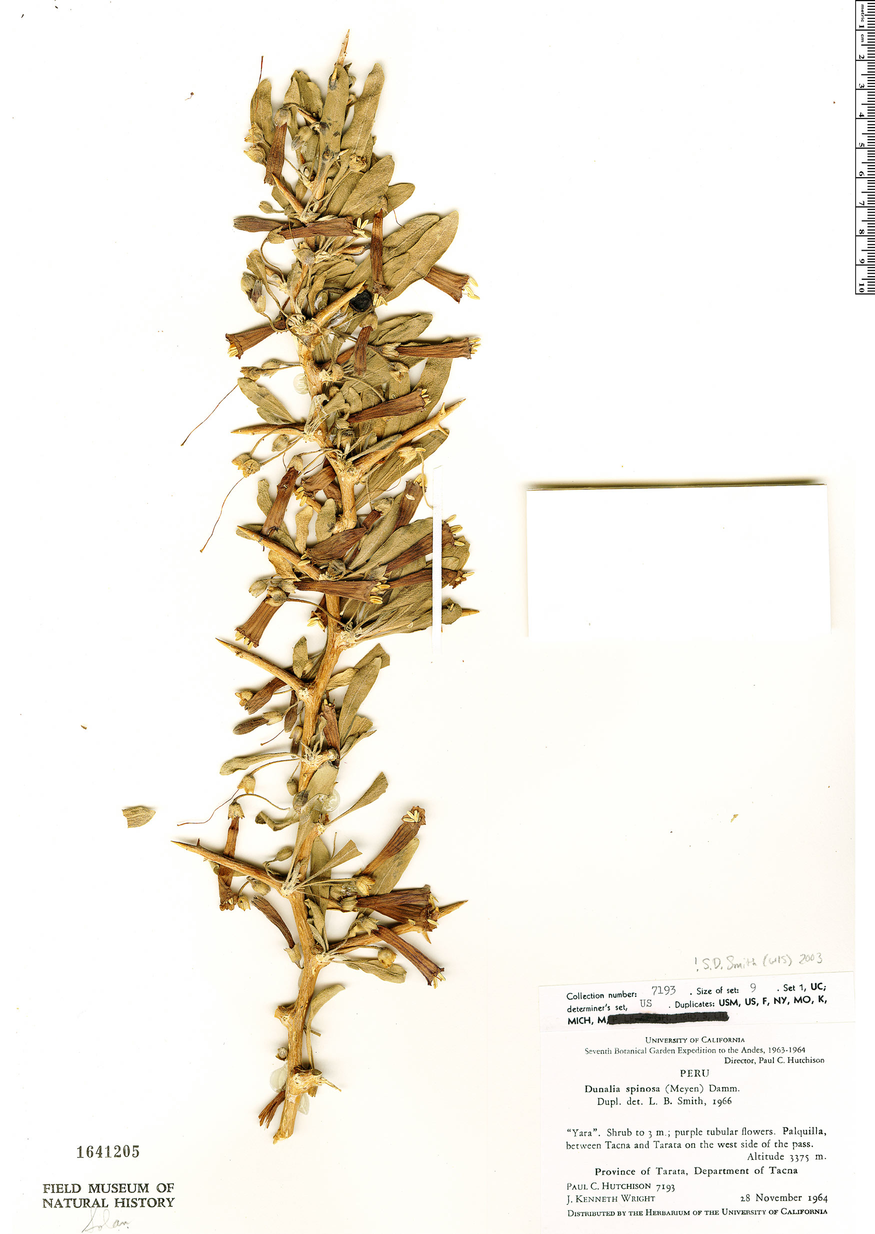 Dunalia spinosa image