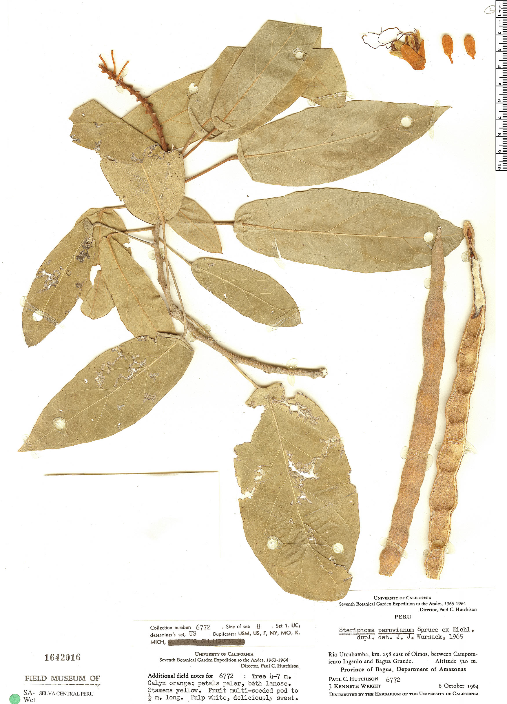 Steriphoma peruvianum image