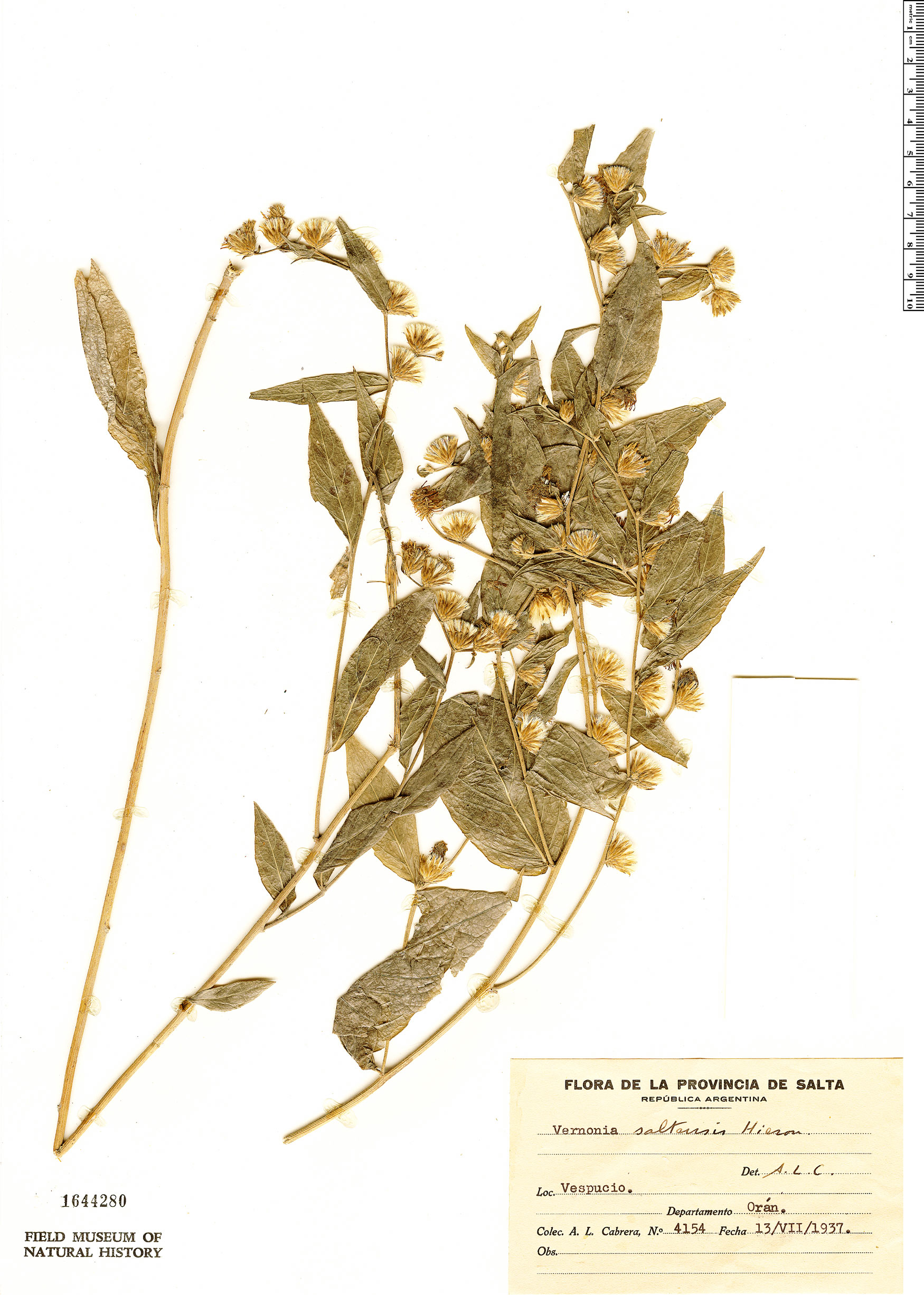 Lessingianthus saltensis image