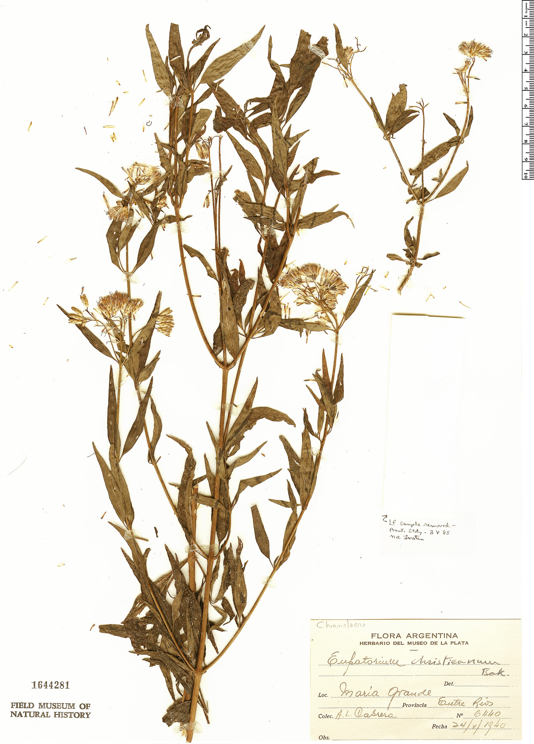 Chromolaena christieana image
