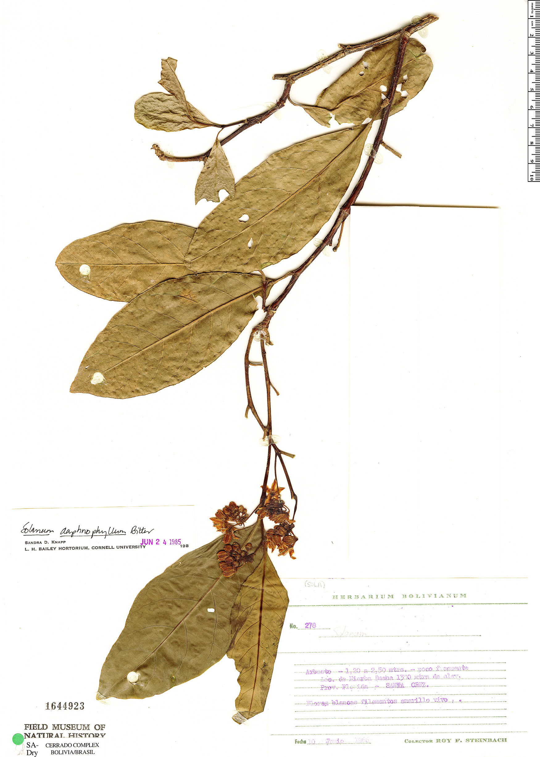 Solanum daphnophyllum image