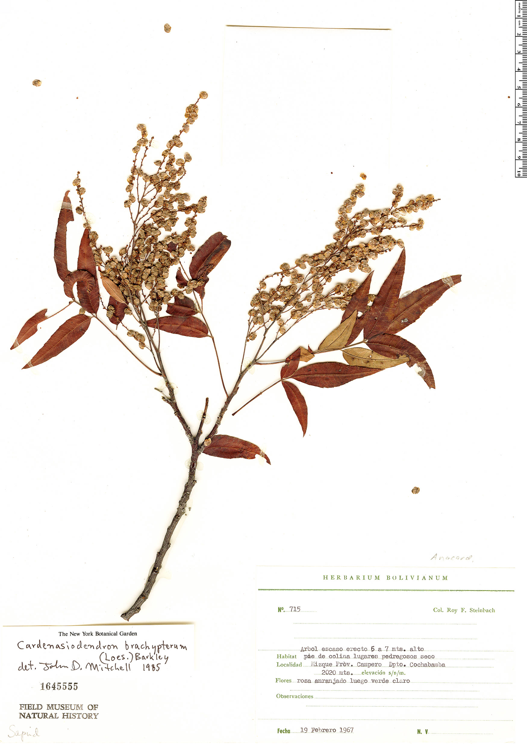 Cardenasiodendron image