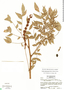 Cojoba sophorocarpa image