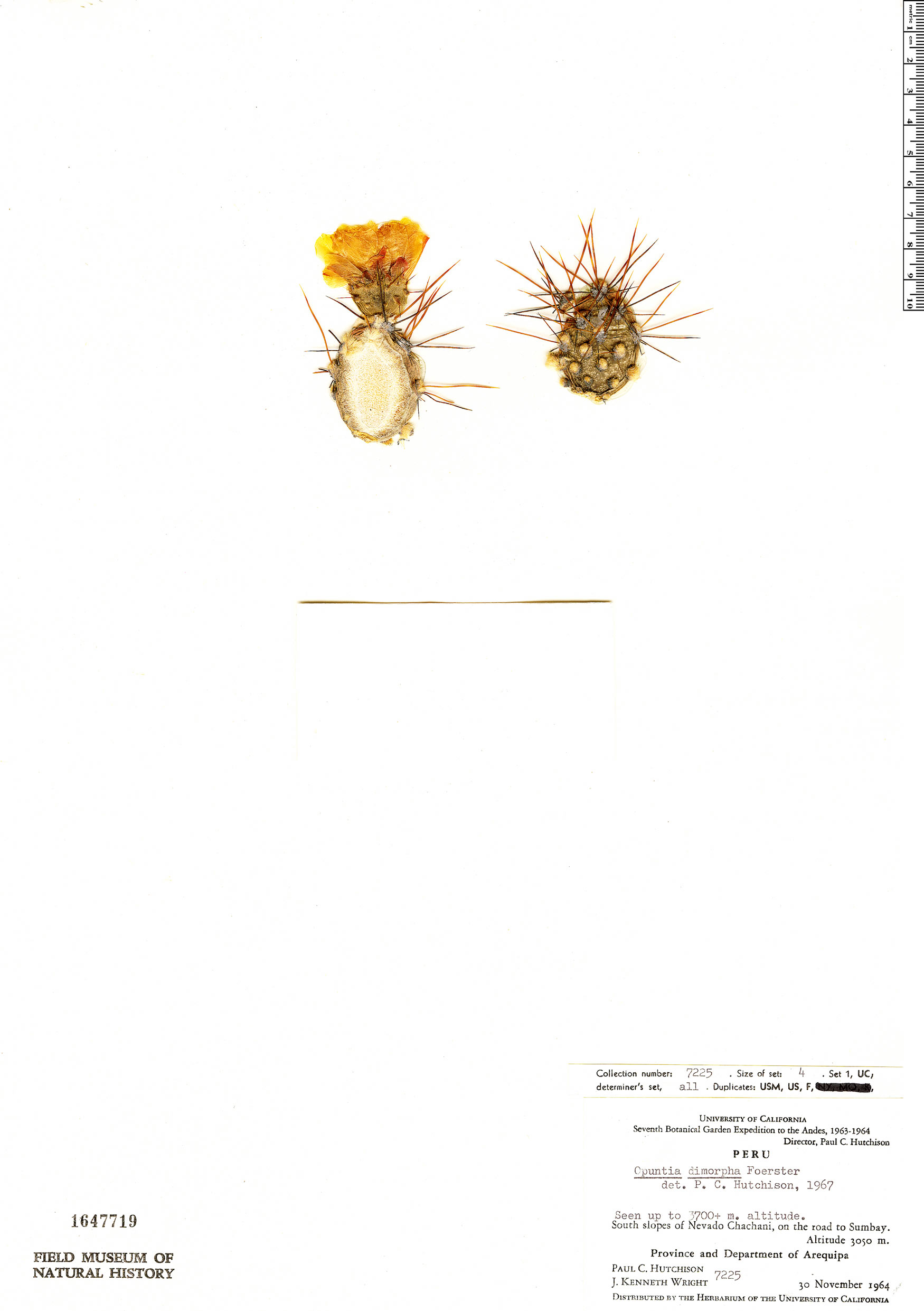 Opuntia sphaerica image