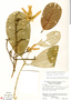 Lophopterys euryptera image