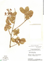 Rourea induta var. reticulata image
