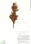 Cybianthus crotonoides image
